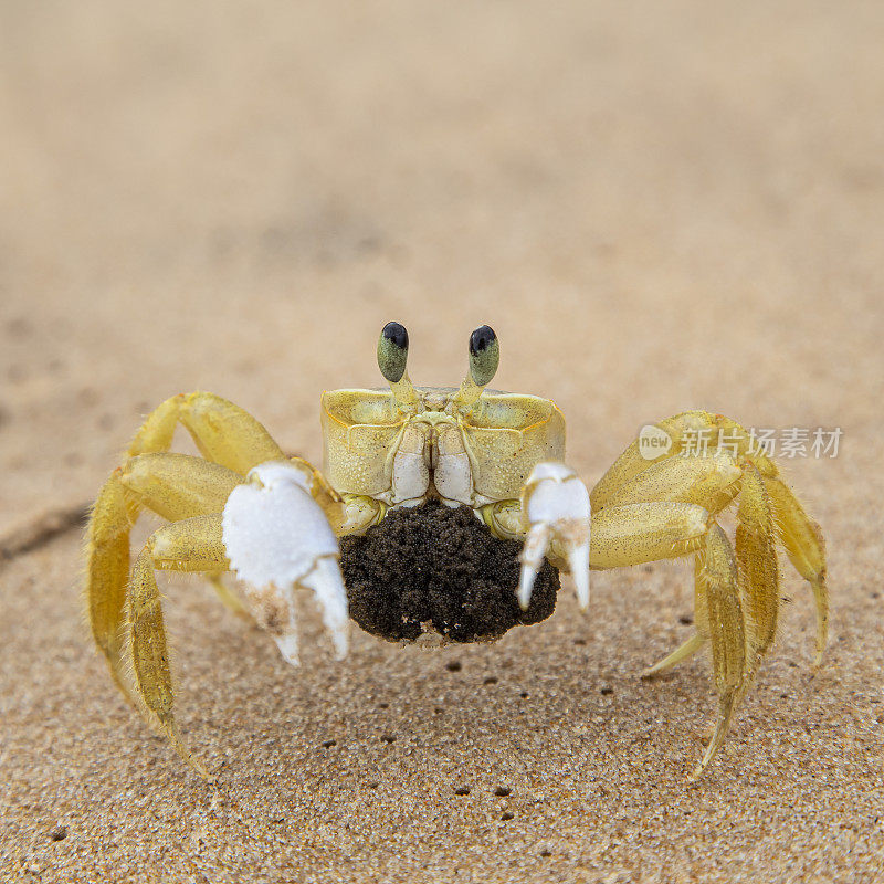 蟹与卵在沙滩上的极端近距离拍摄。“Maria Farinha”，一种典型的巴西动物。